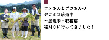 ウメさんとヅカさんのデコボコ珍道中〜旅籠米・収穫篇 稲刈りに行ってきました！